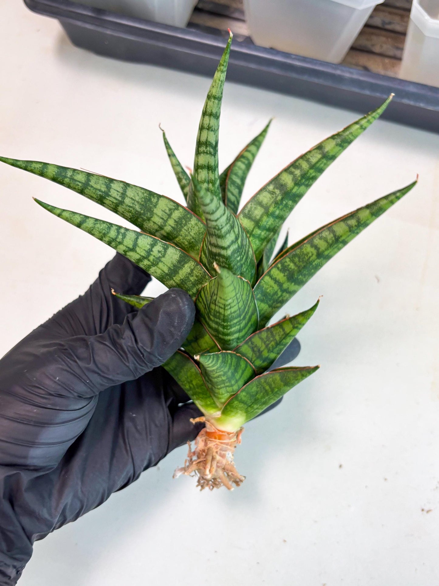 Sansevieria Cordova x dwonsi x ariella (Ha7) (10) | Imported Hybrids