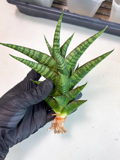 Sansevieria Cordova x dwonsi x ariella (Ha7) (10) | Imported Hybrids