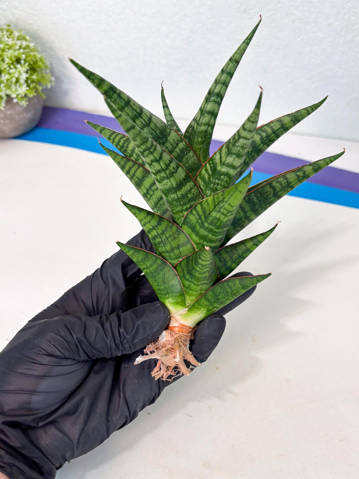 Sansevieria Cordova x dwonsi x ariella (Ha7) (10) | Imported Hybrids
