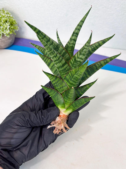 Sansevieria Cordova x dwonsi x ariella (Ha7) (10) | Imported Hybrids