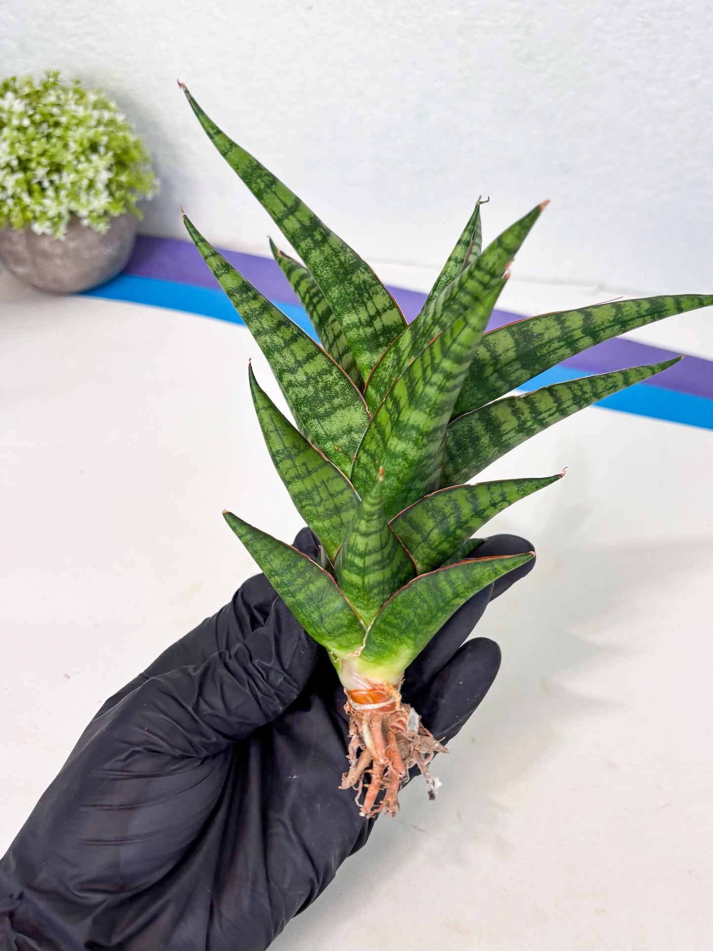Sansevieria Cordova x dwonsi x ariella (Ha7) (10) | Imported Hybrids