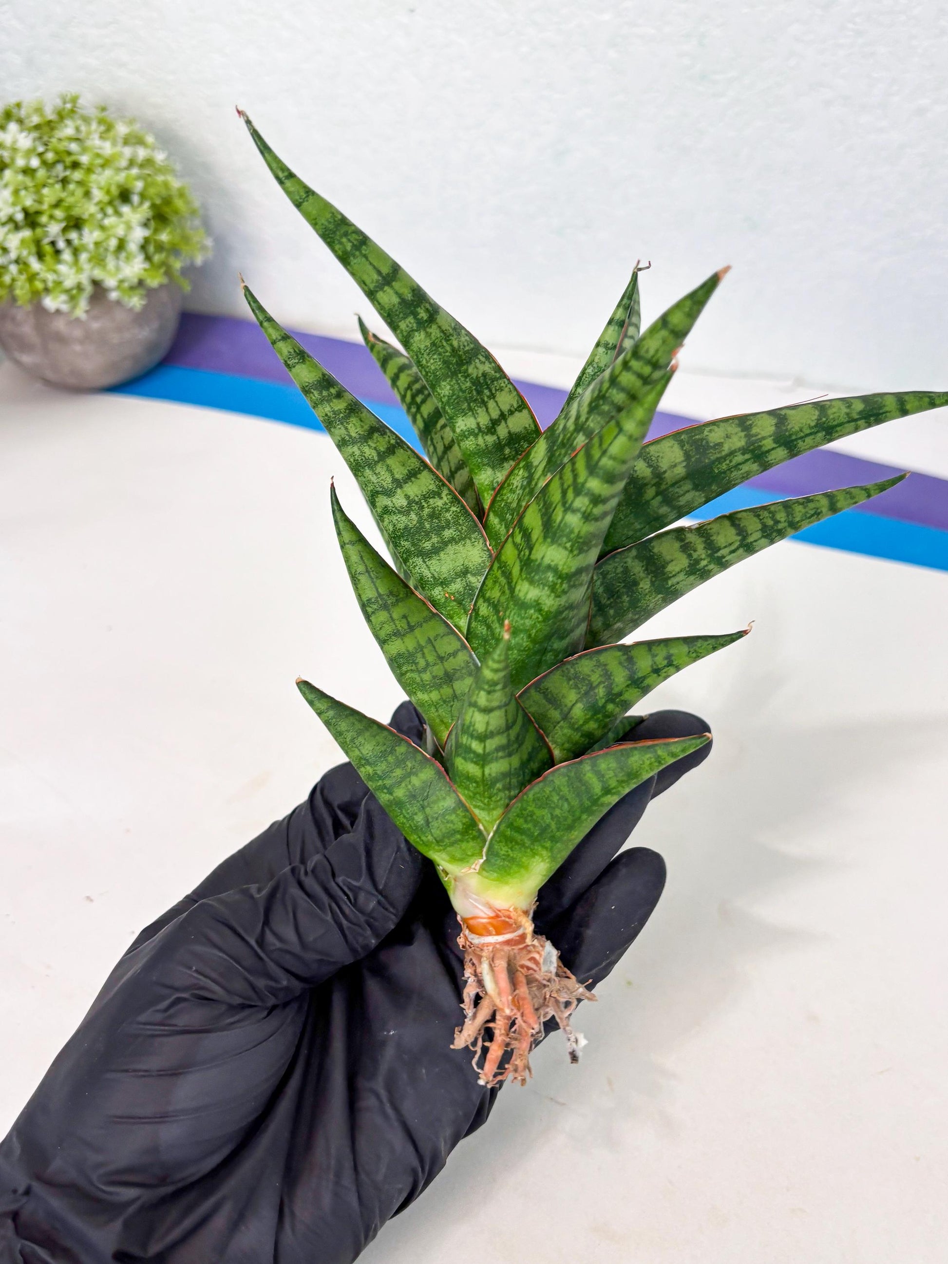 Sansevieria Cordova x dwonsi x ariella (Ha7) (10) | Imported Hybrids