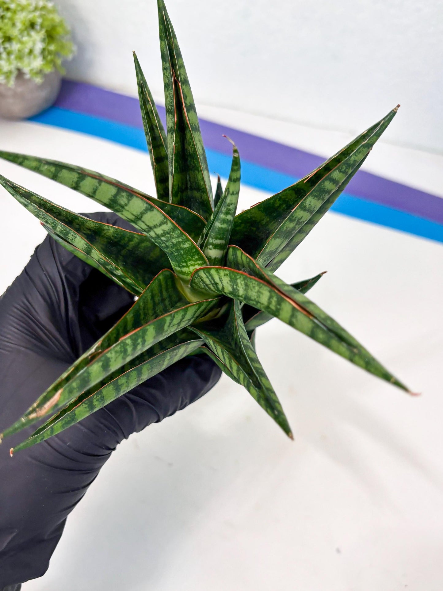 Sansevieria Cordova x dwonsi x ariella (Ha7) (10) | Imported Hybrids