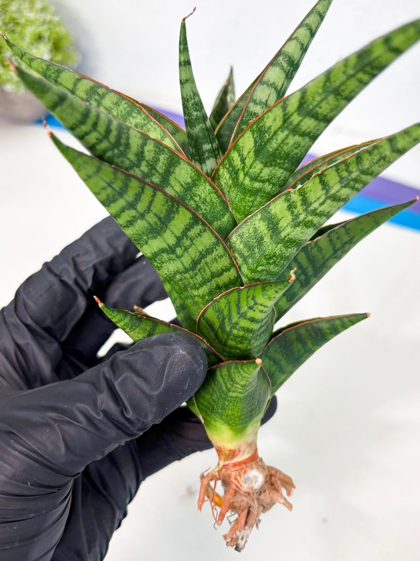 Sansevieria Cordova x dwonsi x ariella (Ha7) (10) | Imported Hybrids