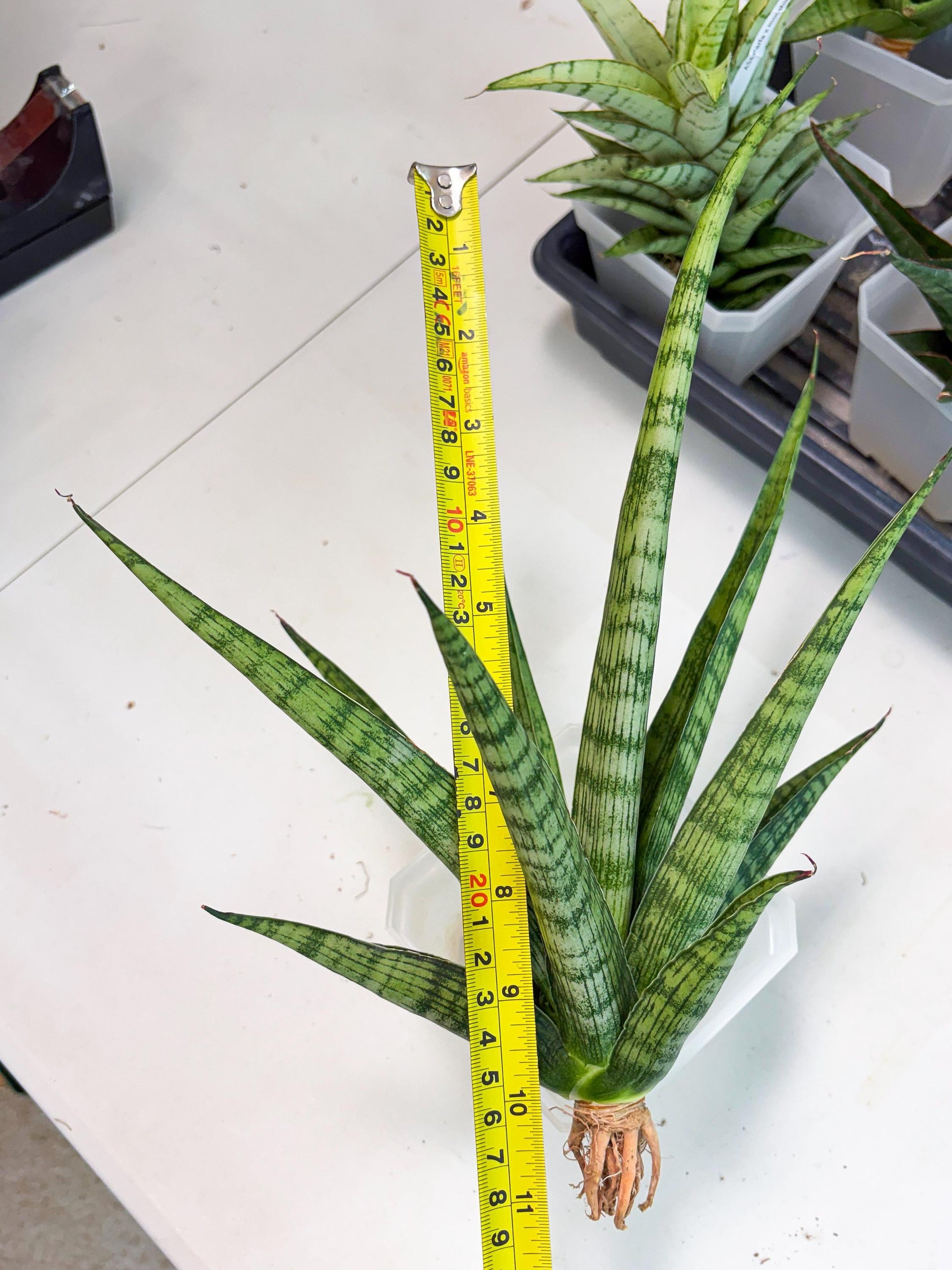 Sansevieria Plengkung (Ha7) (11) | Imported Hybrids