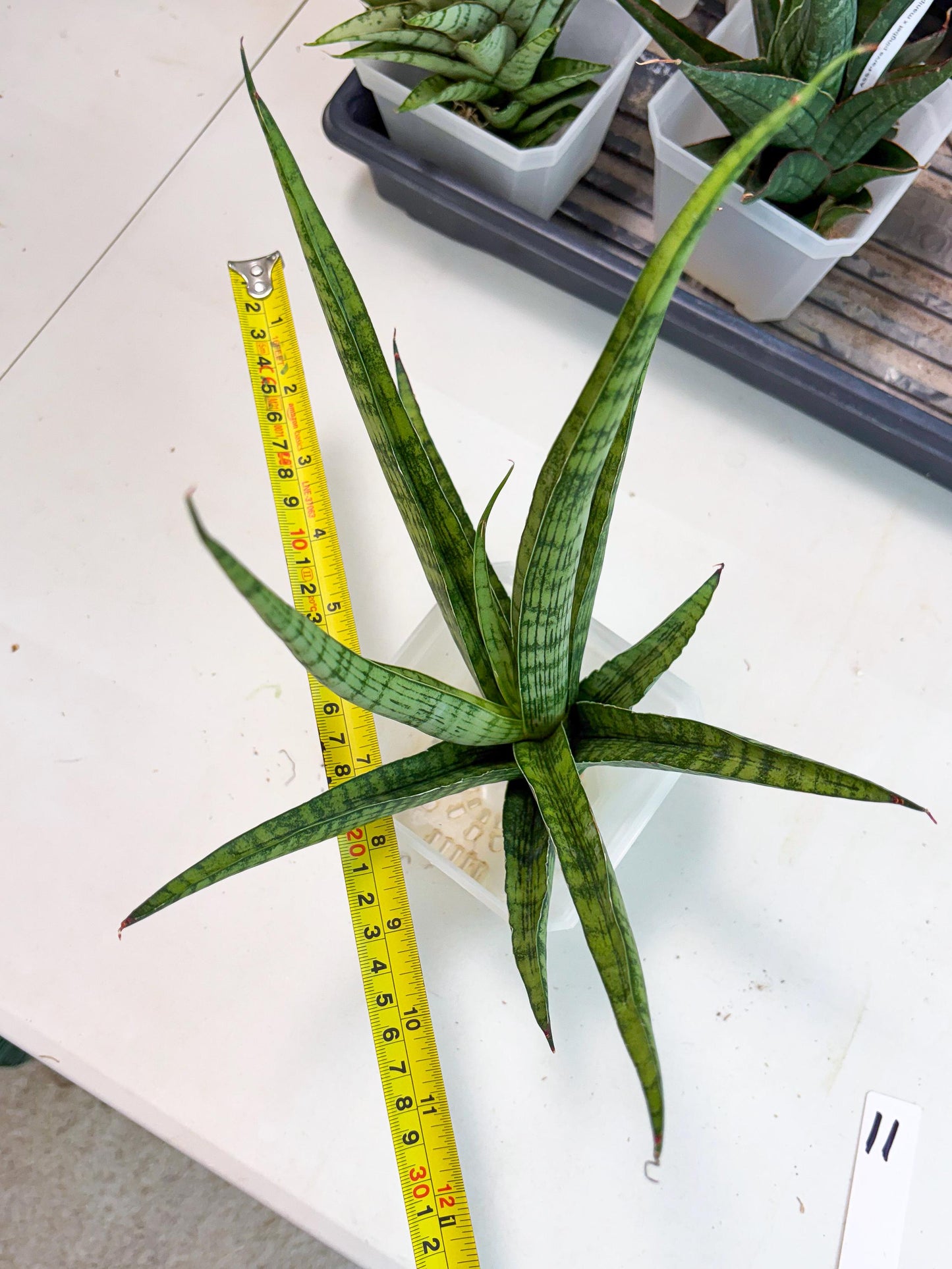 Sansevieria Plengkung (Ha7) (11) | Imported Hybrids
