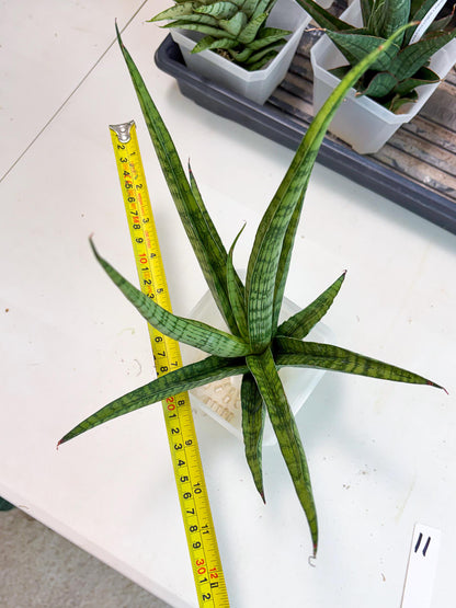 Sansevieria Plengkung (Ha7) (11) | Imported Hybrids
