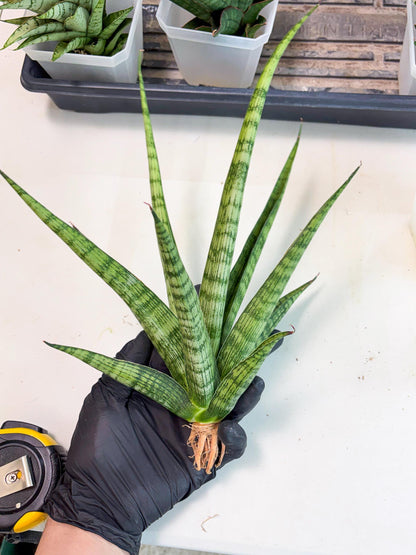 Sansevieria Plengkung (Ha7) (11) | Imported Hybrids