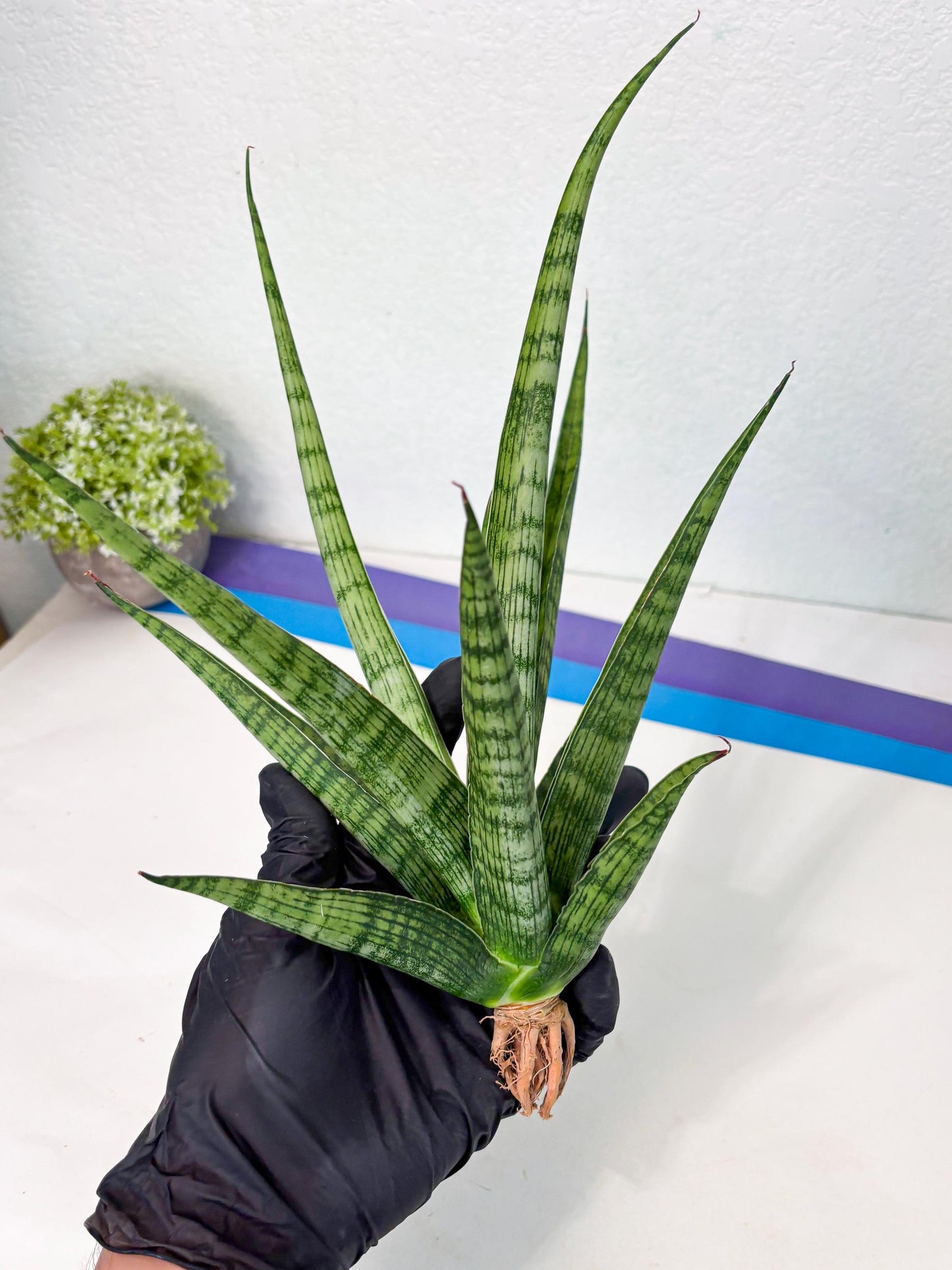 Sansevieria Plengkung (Ha7) (11) | Imported Hybrids