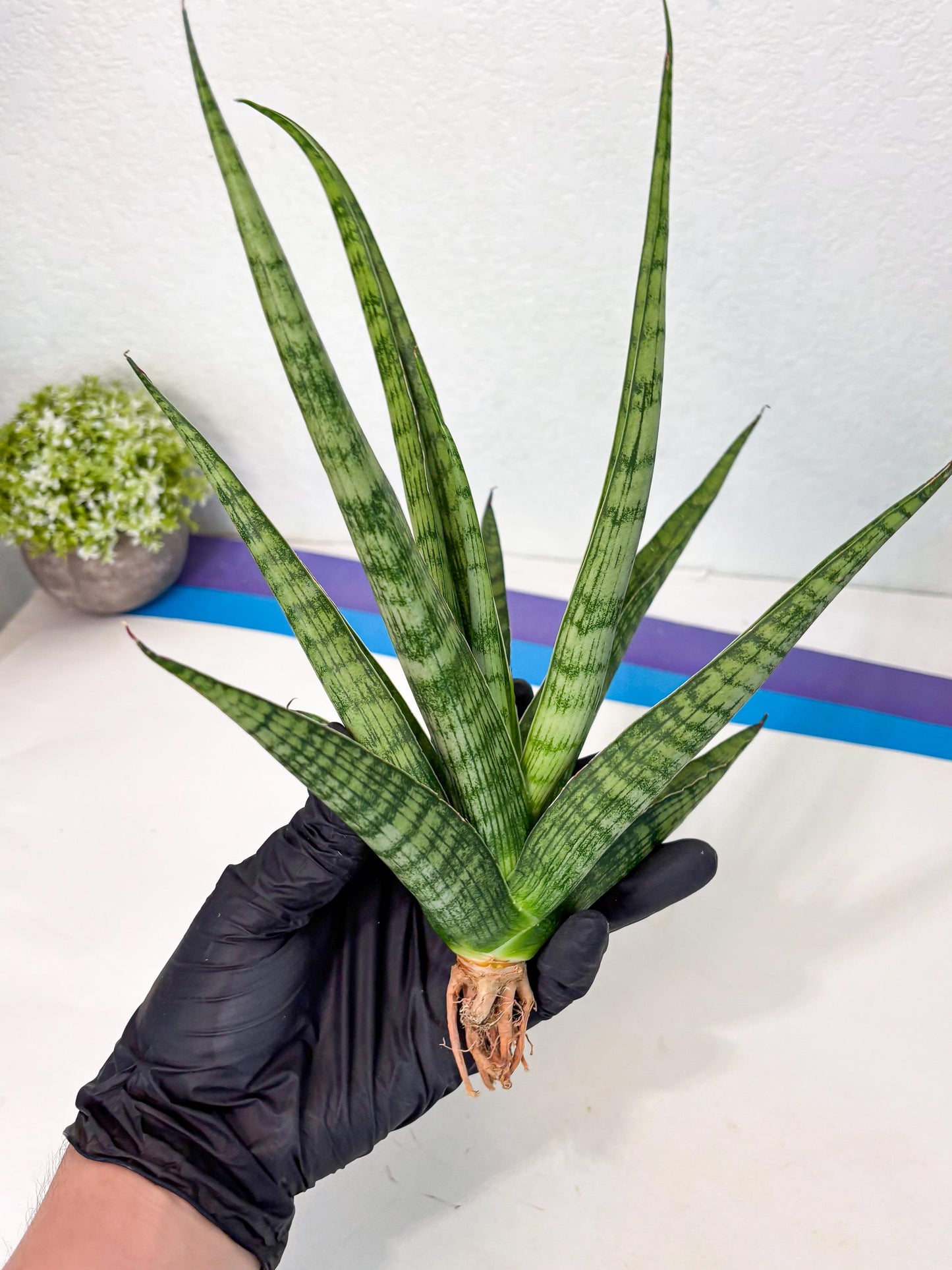 Sansevieria Plengkung (Ha7) (11) | Imported Hybrids