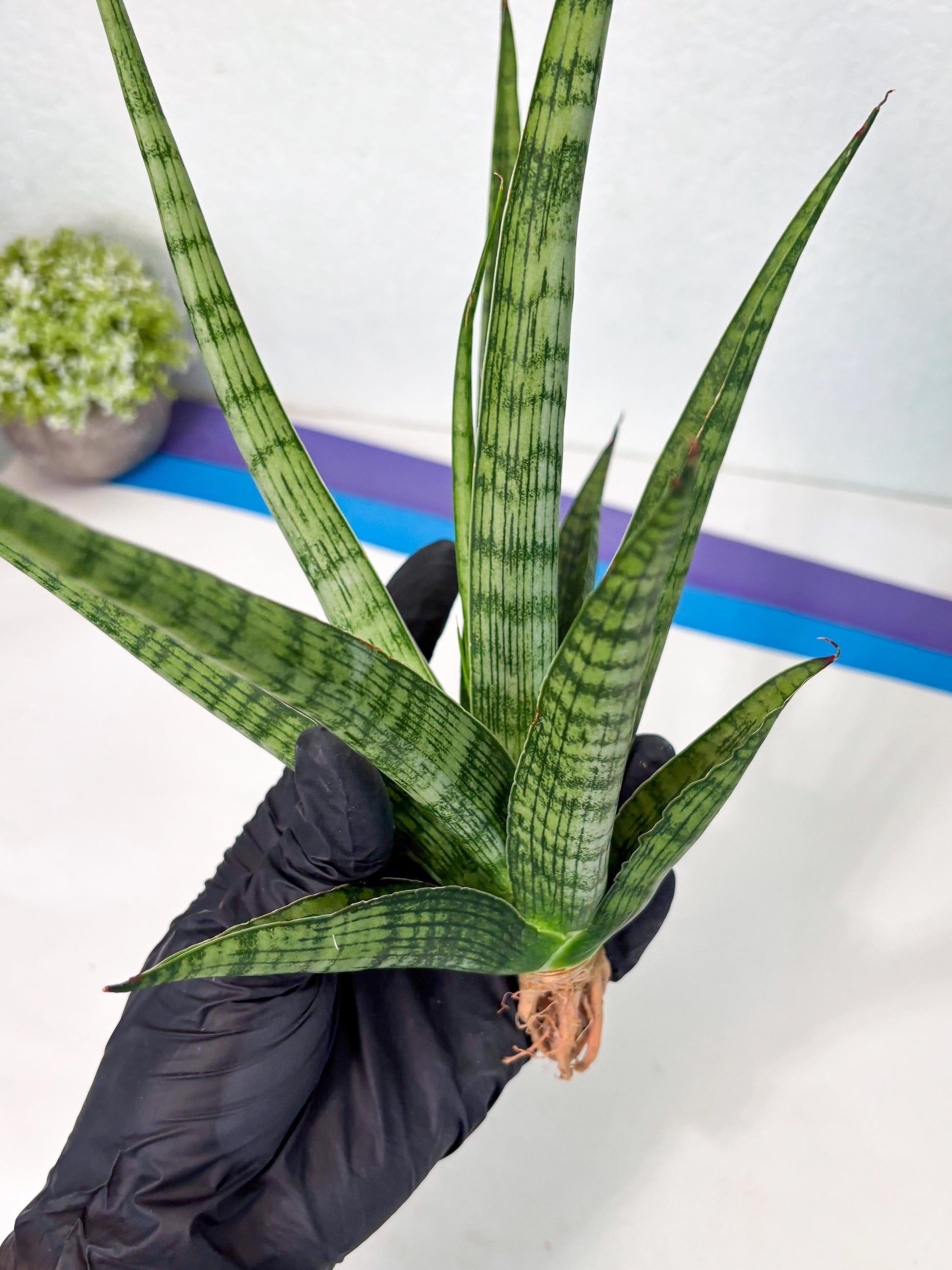 Sansevieria Plengkung (Ha7) (11) | Imported Hybrids