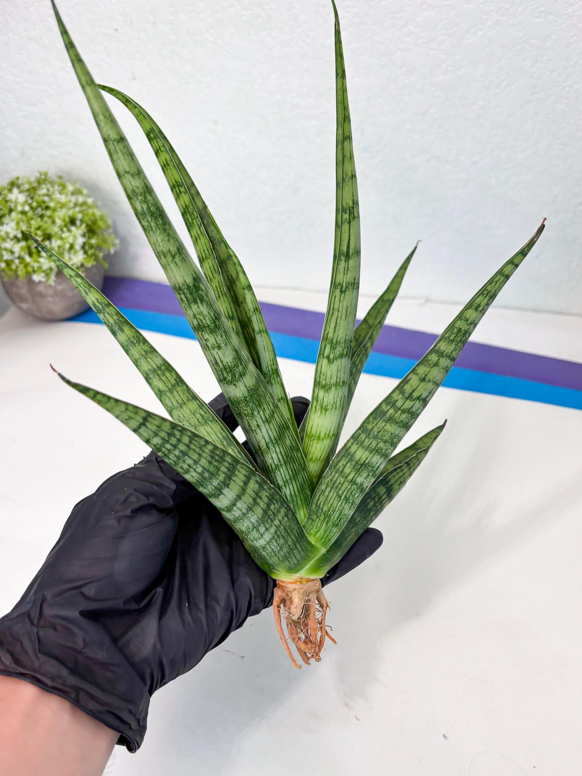 Sansevieria Plengkung (Ha7) (11) | Imported Hybrids