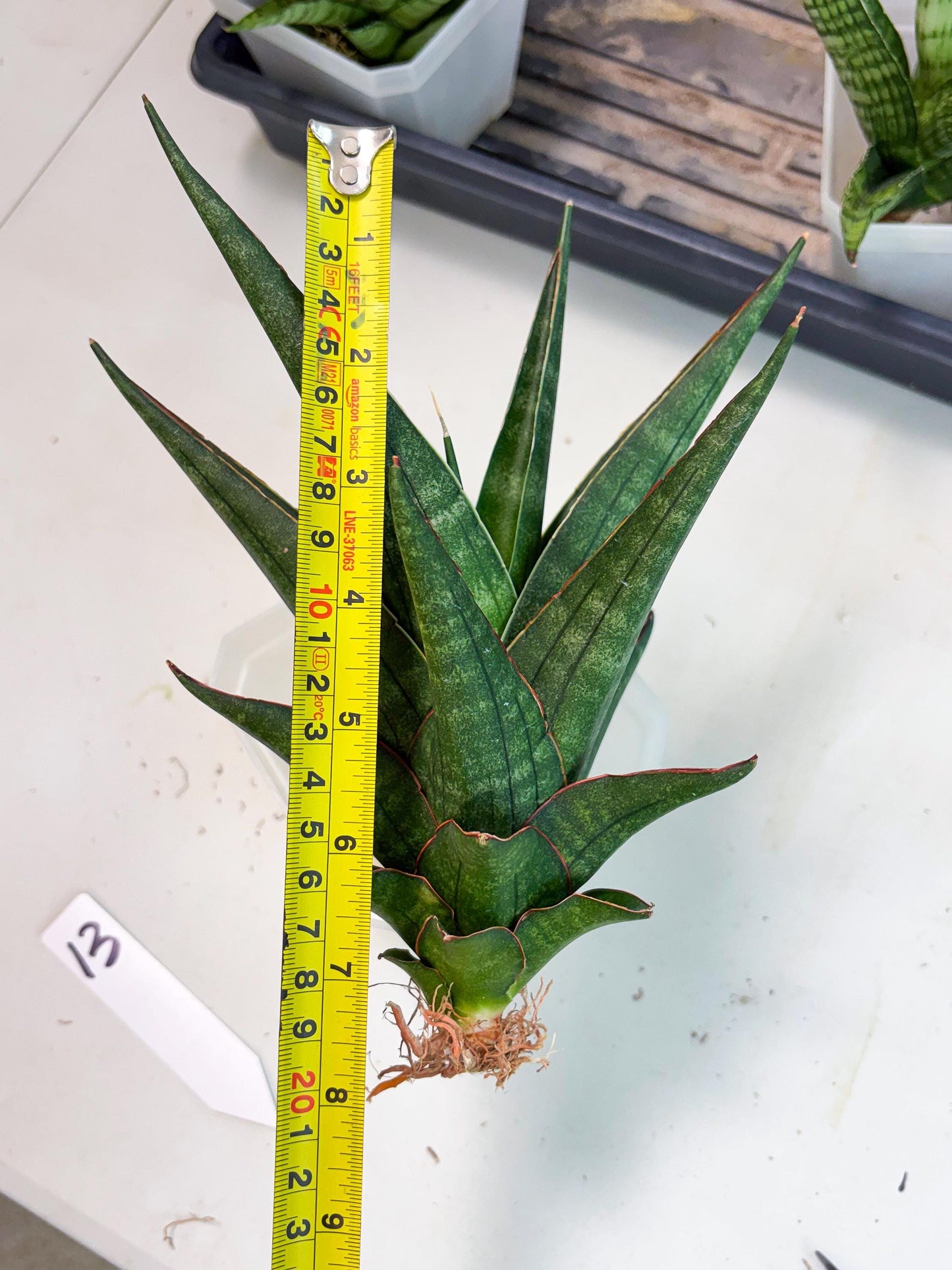 Sansevieria Manny Pacquiao X Boncel (Ha7) (13) | Hybrids