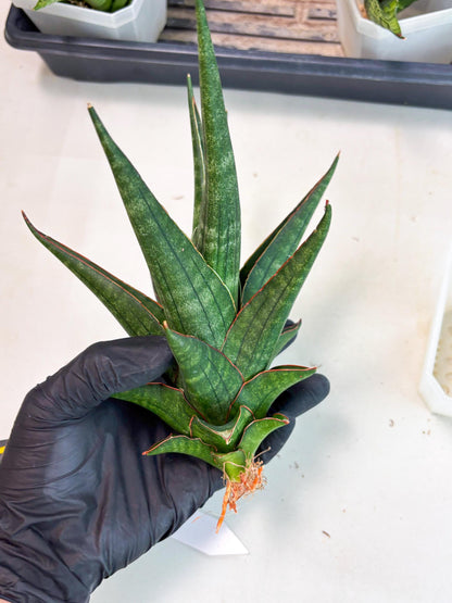 Sansevieria Manny Pacquiao X Boncel (Ha7) (13) | Hybrids