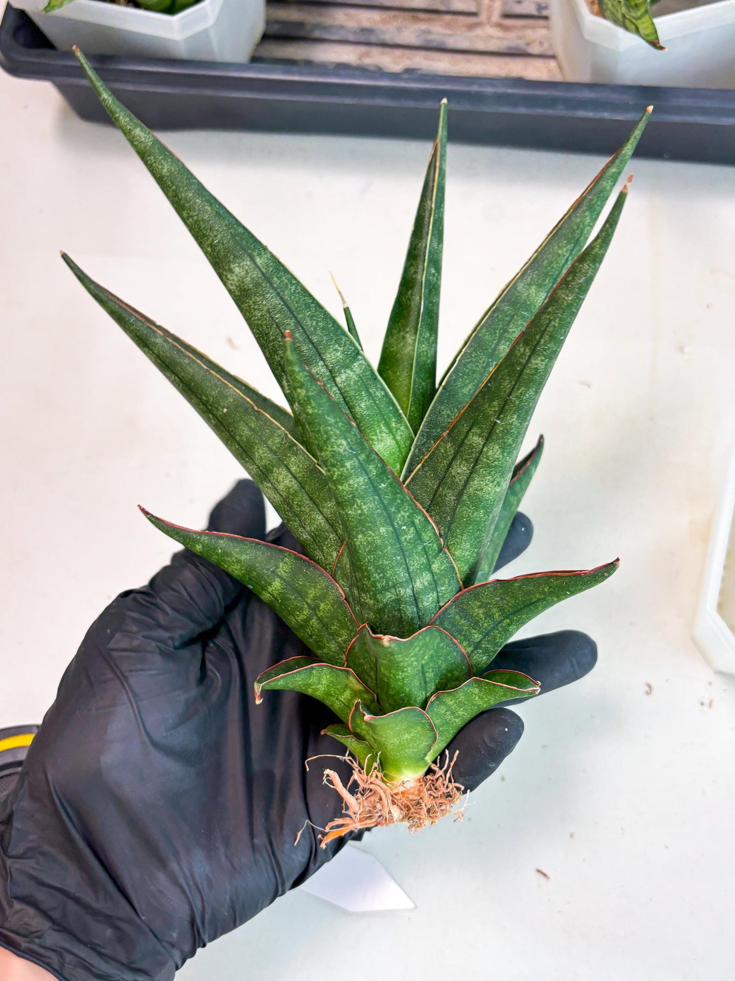 Sansevieria Manny Pacquiao X Boncel (Ha7) (13) | Hybrids