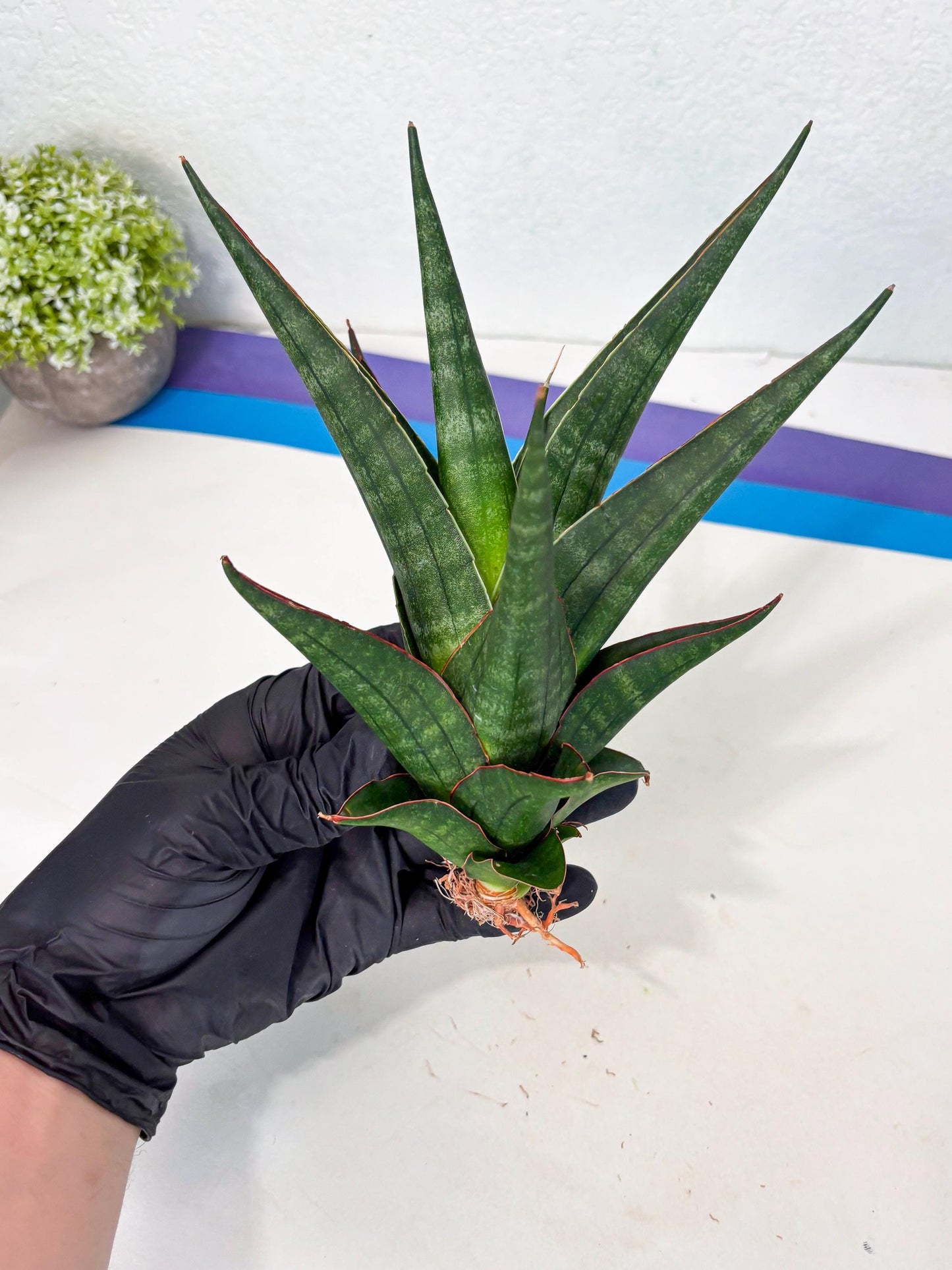 Sansevieria Manny Pacquiao X Boncel (Ha7) (13) | Hybrids