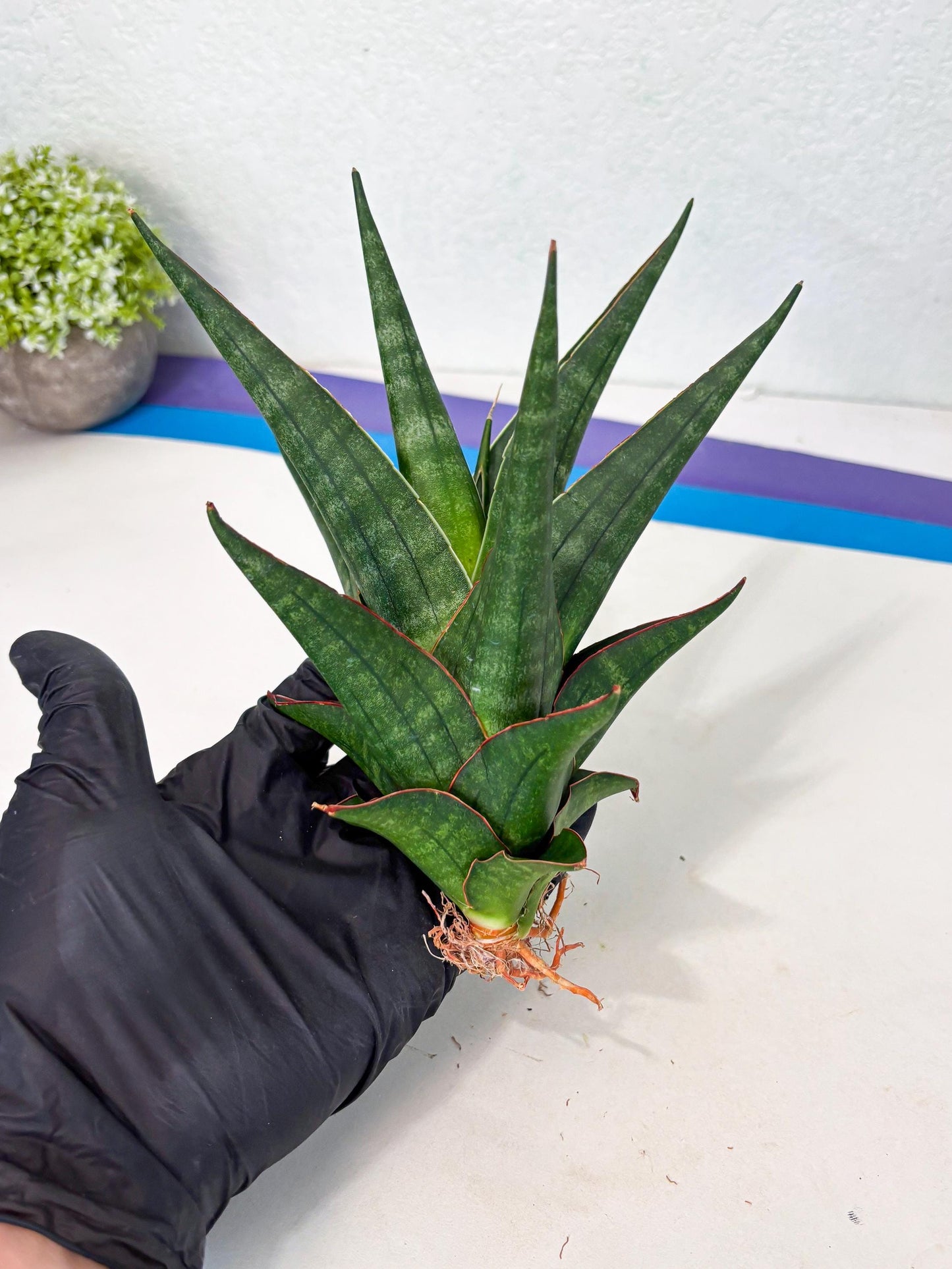 Sansevieria Manny Pacquiao X Boncel (Ha7) (13) | Hybrids