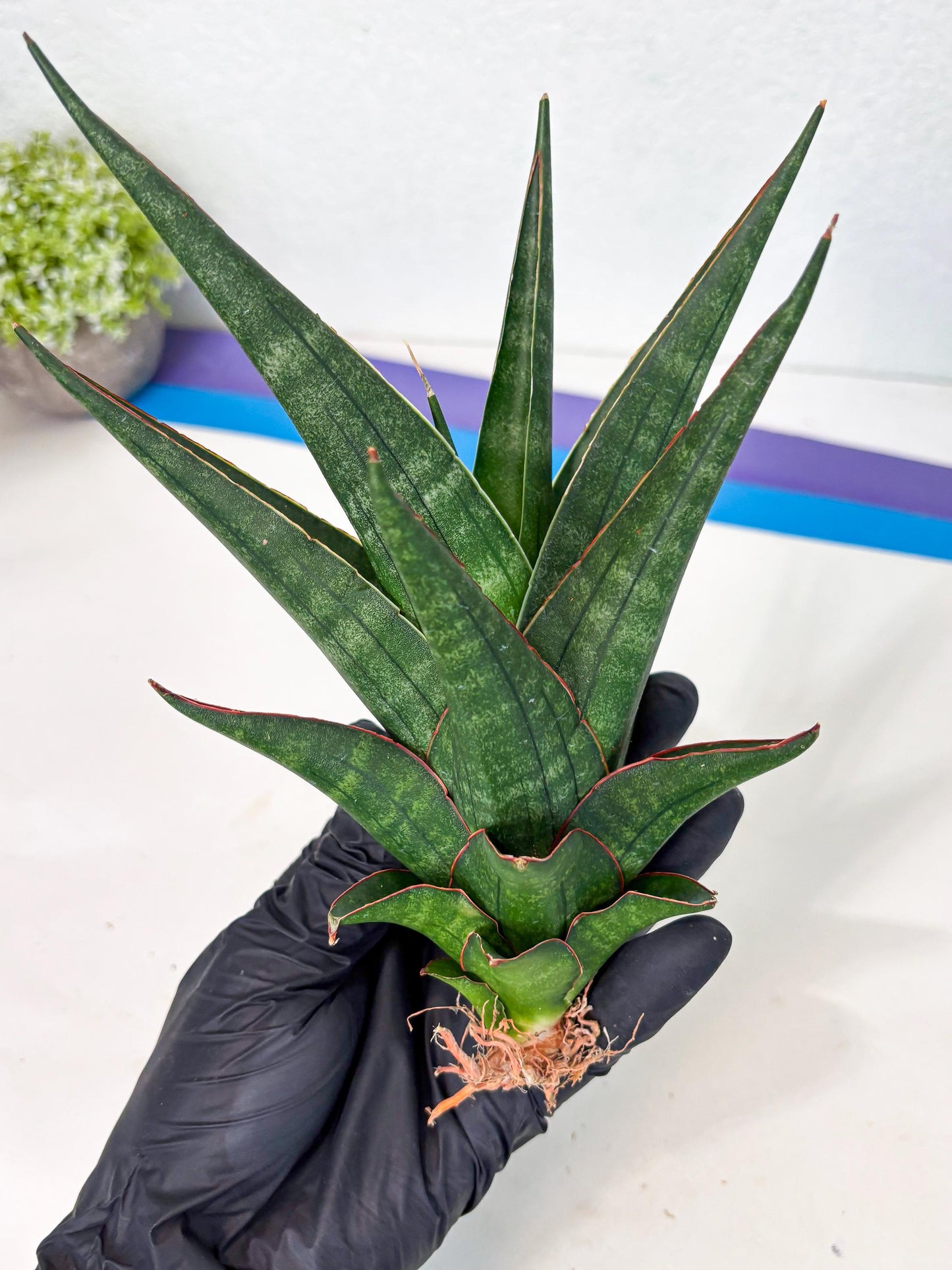 Sansevieria Manny Pacquiao X Boncel (Ha7) (13) | Hybrids