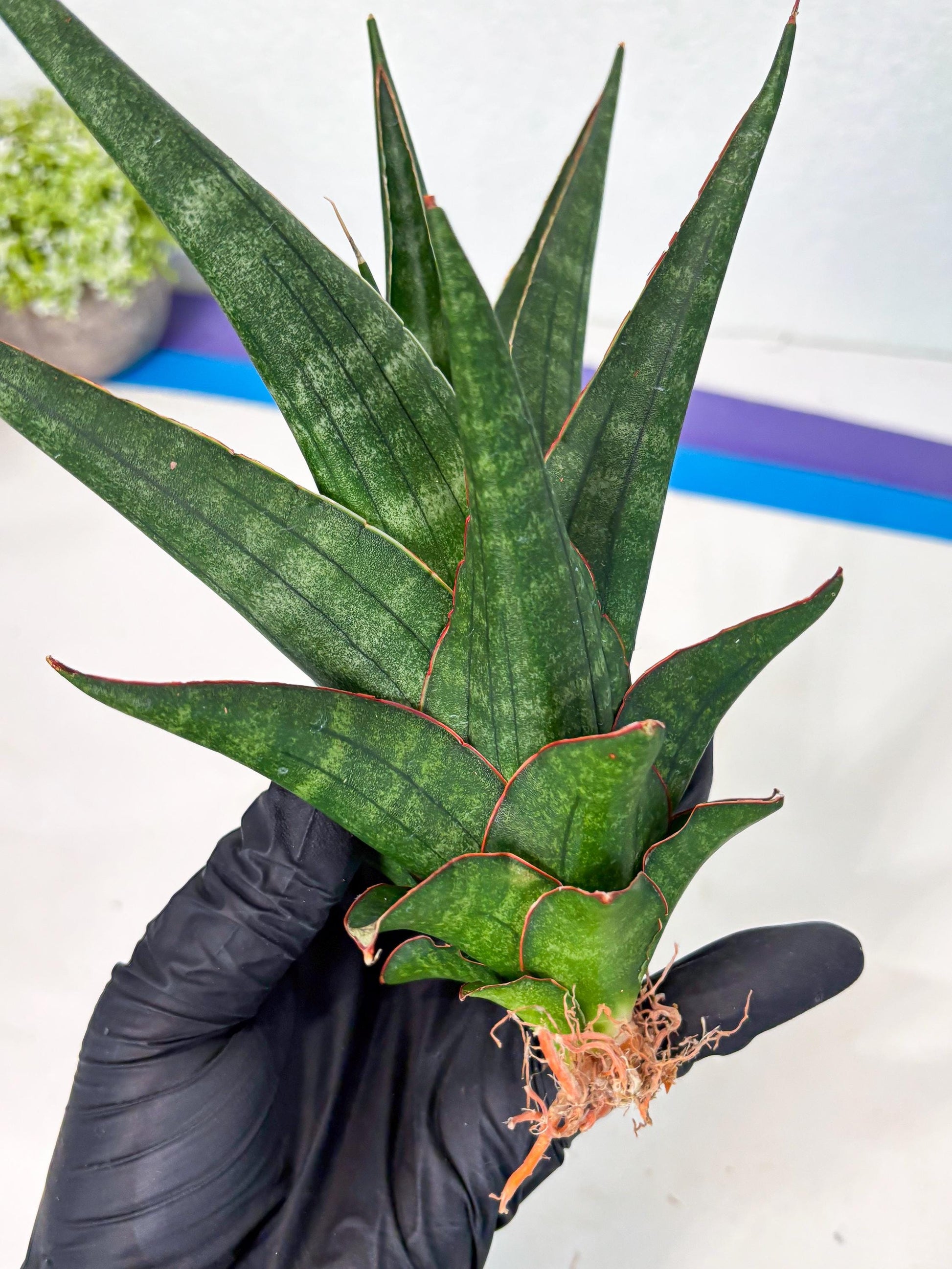Sansevieria Manny Pacquiao X Boncel (Ha7) (13) | Hybrids