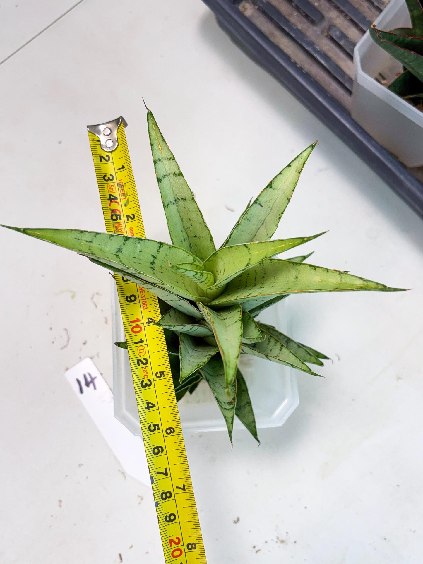 Sansevieria Parfa X Moonshine (ha7) (14) | Only For Advanced Collectors!