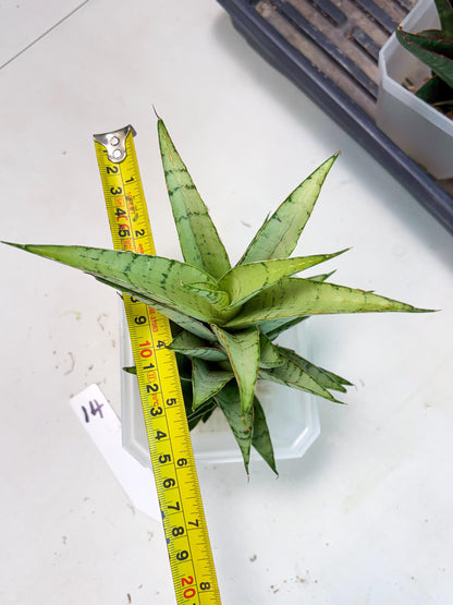 Sansevieria Parfa X Moonshine (ha7) (14) | Only For Advanced Collectors!