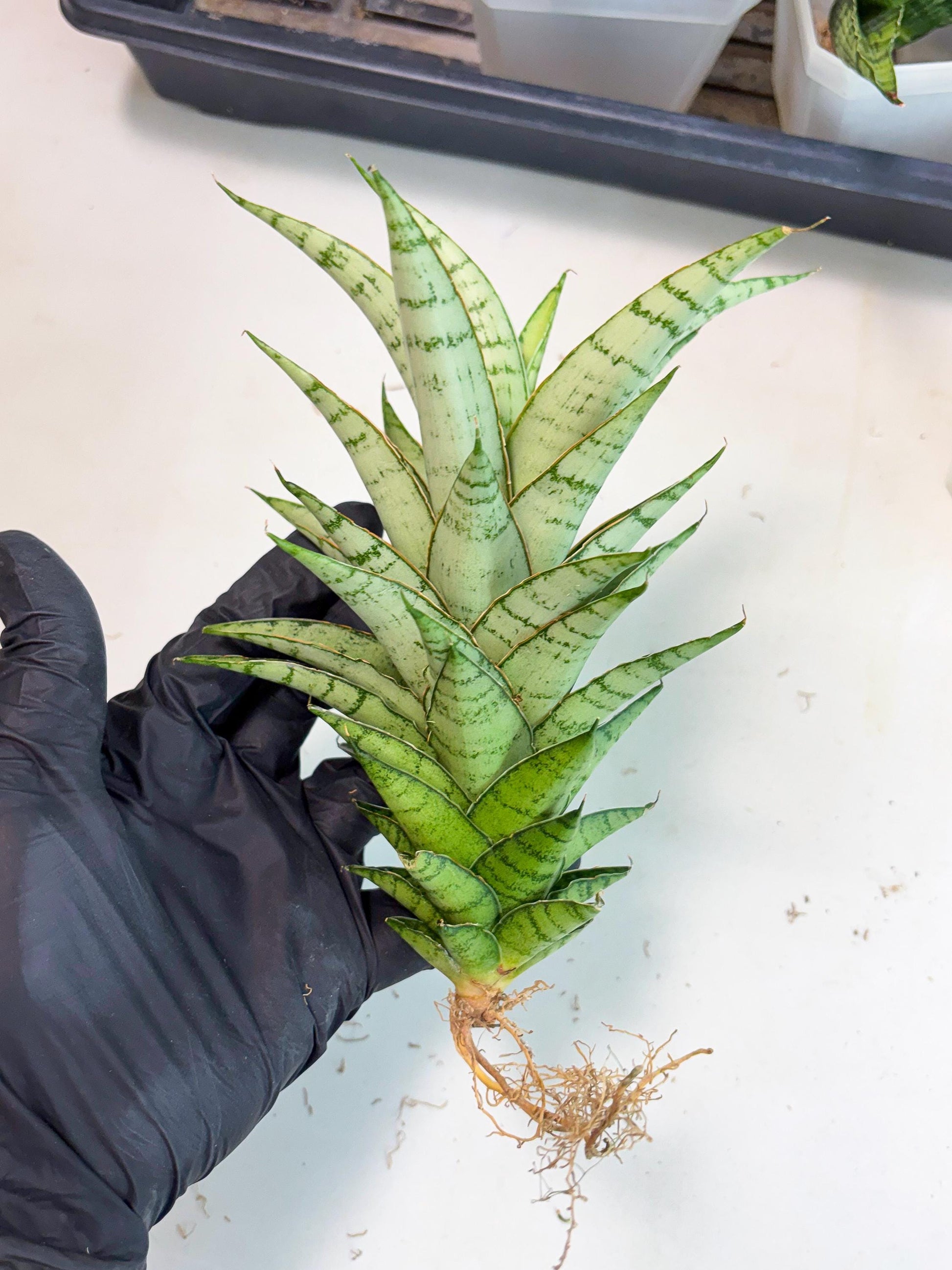Sansevieria Parfa X Moonshine (ha7) (14) | Only For Advanced Collectors!
