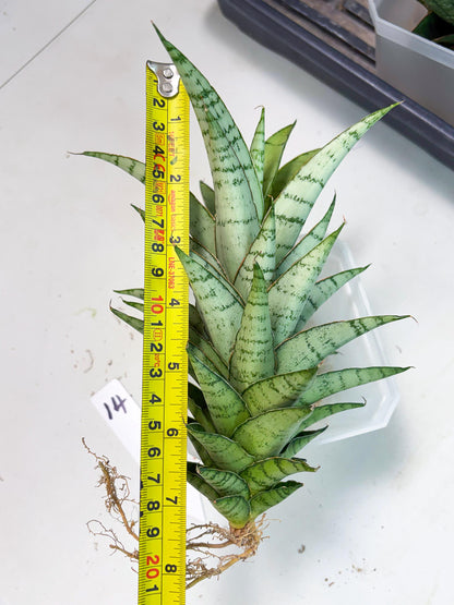 Sansevieria Parfa X Moonshine (ha7) (14) | Only For Advanced Collectors!