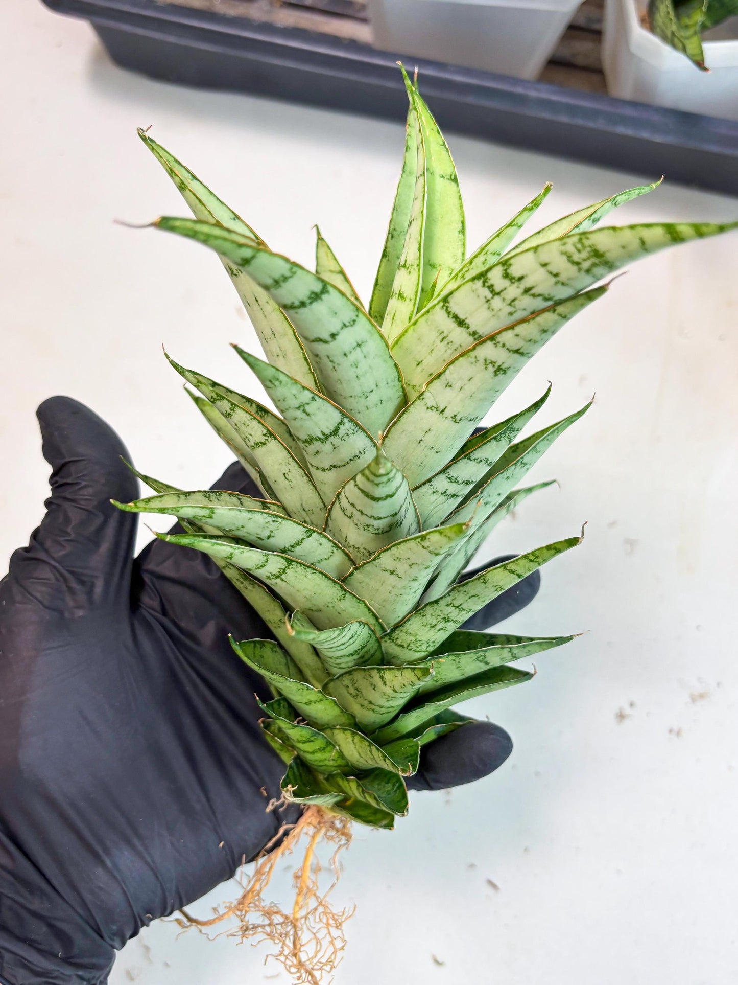 Sansevieria Parfa X Moonshine (ha7) (14) | Only For Advanced Collectors!