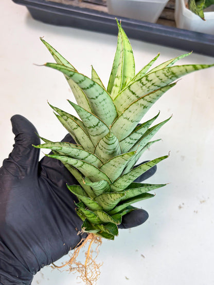 Sansevieria Parfa X Moonshine (ha7) (14) | Only For Advanced Collectors!