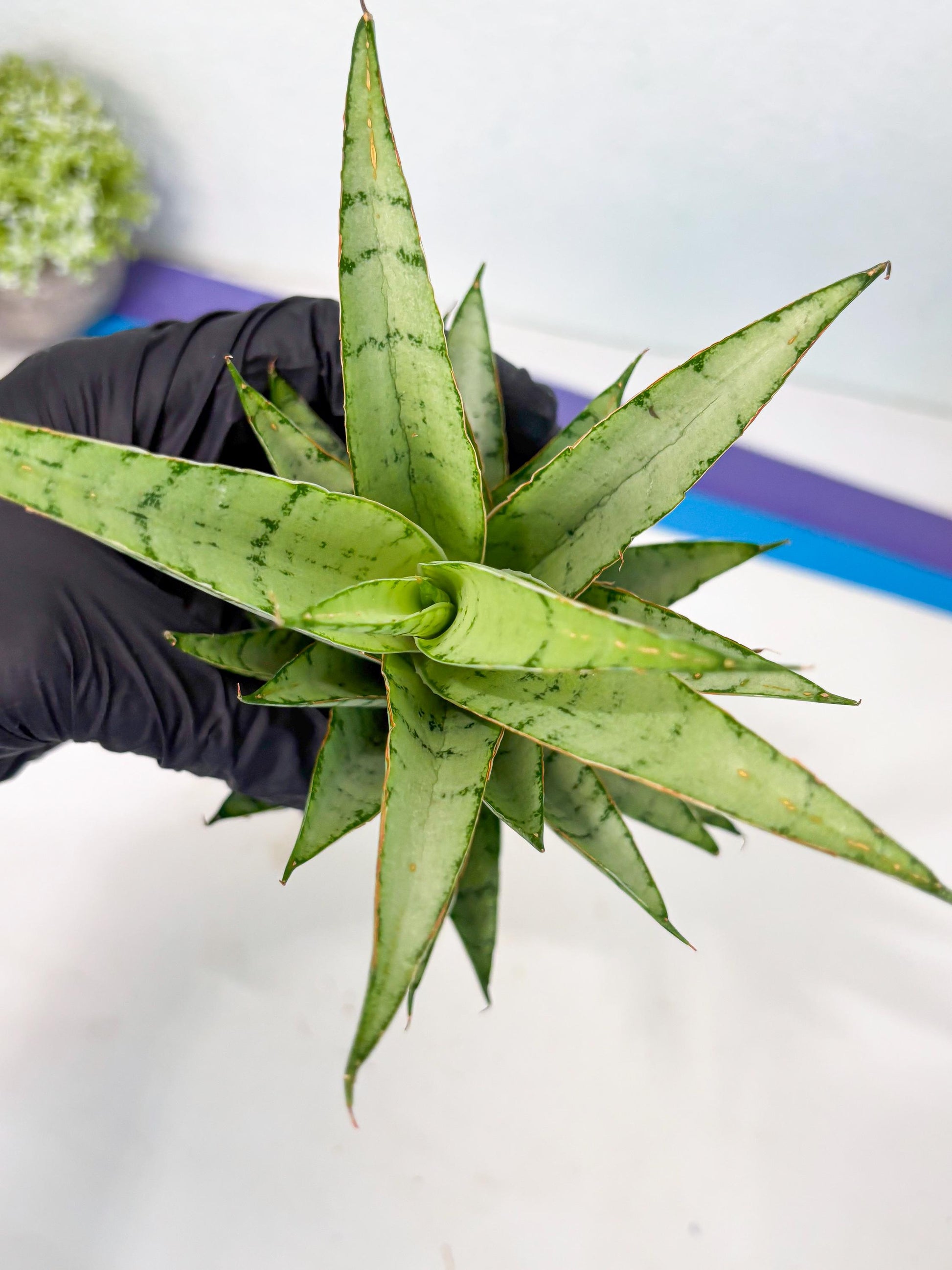 Sansevieria Parfa X Moonshine (ha7) (14) | Only For Advanced Collectors!