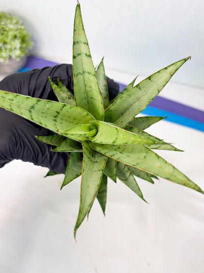 Sansevieria Parfa X Moonshine (ha7) (14) | Only For Advanced Collectors!