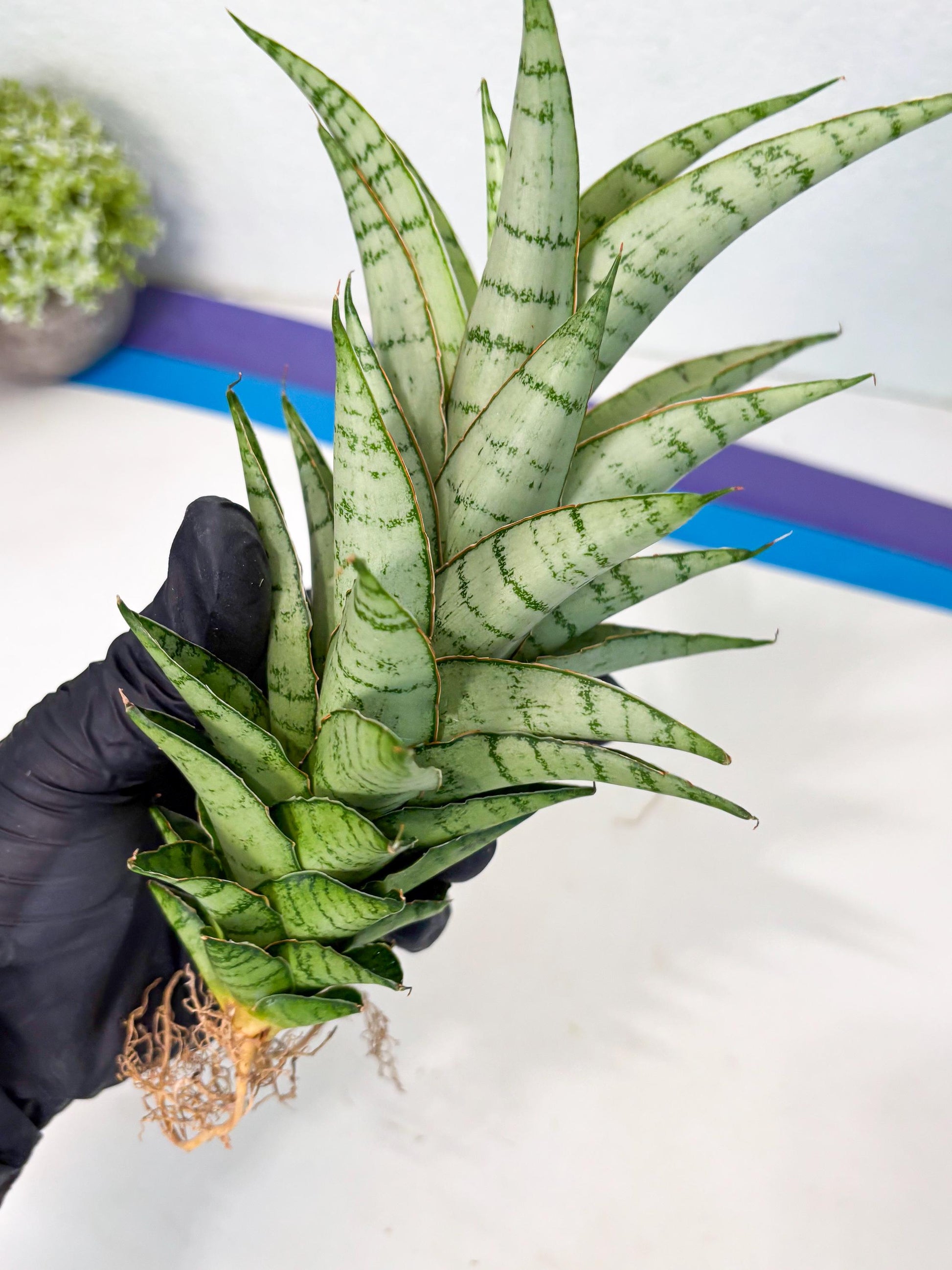 Sansevieria Parfa X Moonshine (ha7) (14) | Only For Advanced Collectors!