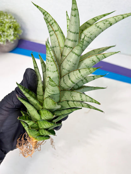 Sansevieria Parfa X Moonshine (ha7) (14) | Only For Advanced Collectors!