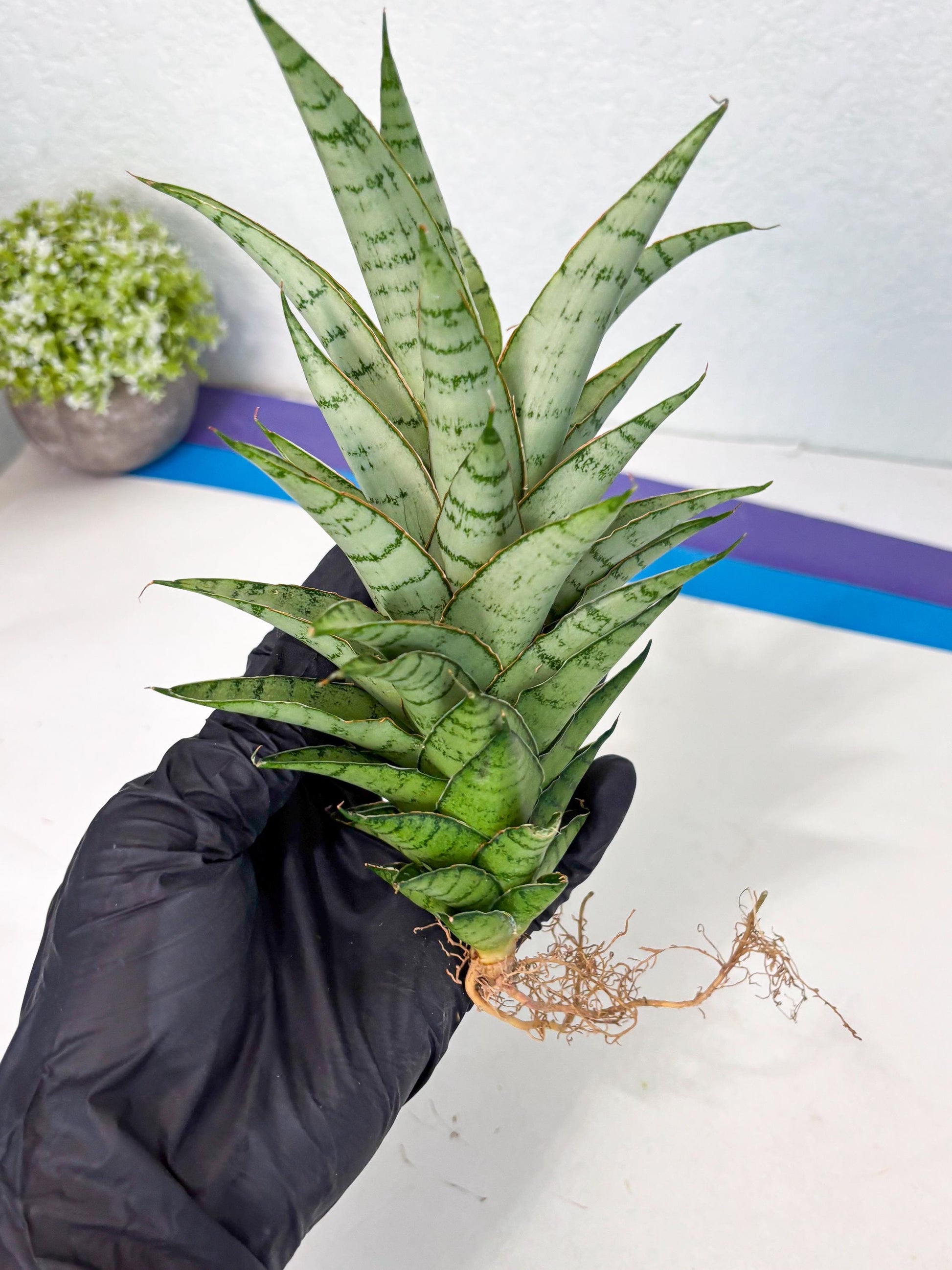 Sansevieria Parfa X Moonshine (ha7) (14) | Only For Advanced Collectors!