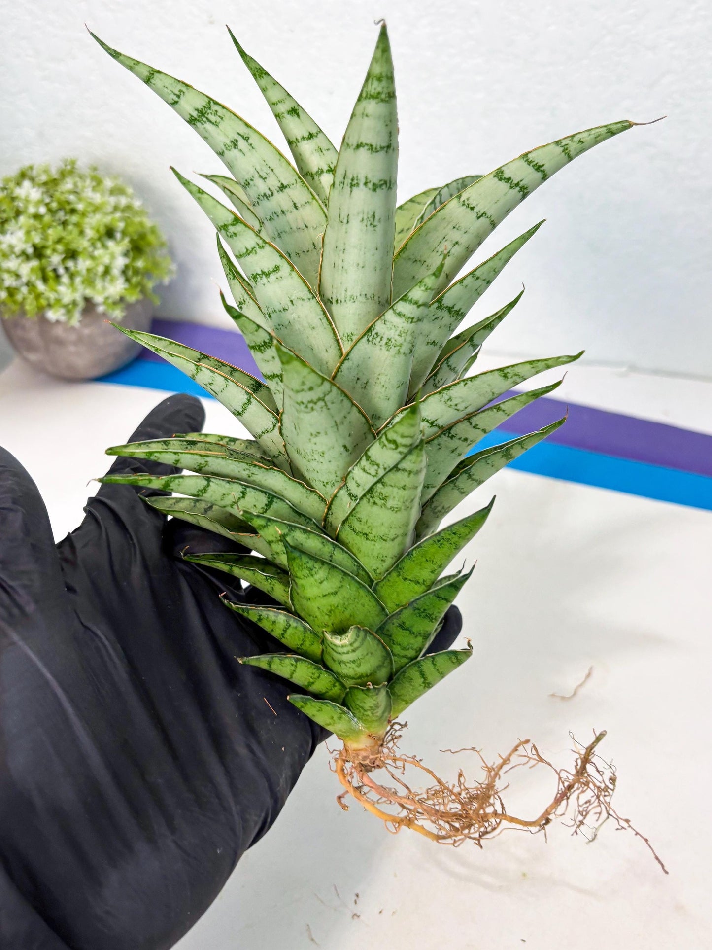 Sansevieria Parfa X Moonshine (ha7) (14) | Only For Advanced Collectors!