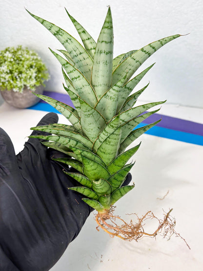 Sansevieria Parfa X Moonshine (ha7) (14) | Only For Advanced Collectors!