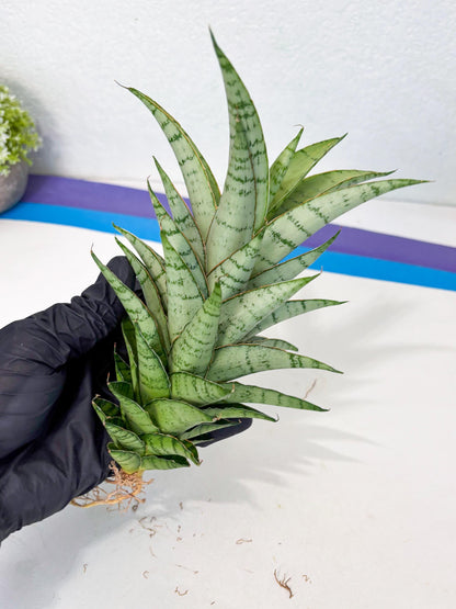 Sansevieria Parfa X Moonshine (ha7) (14) | Only For Advanced Collectors!