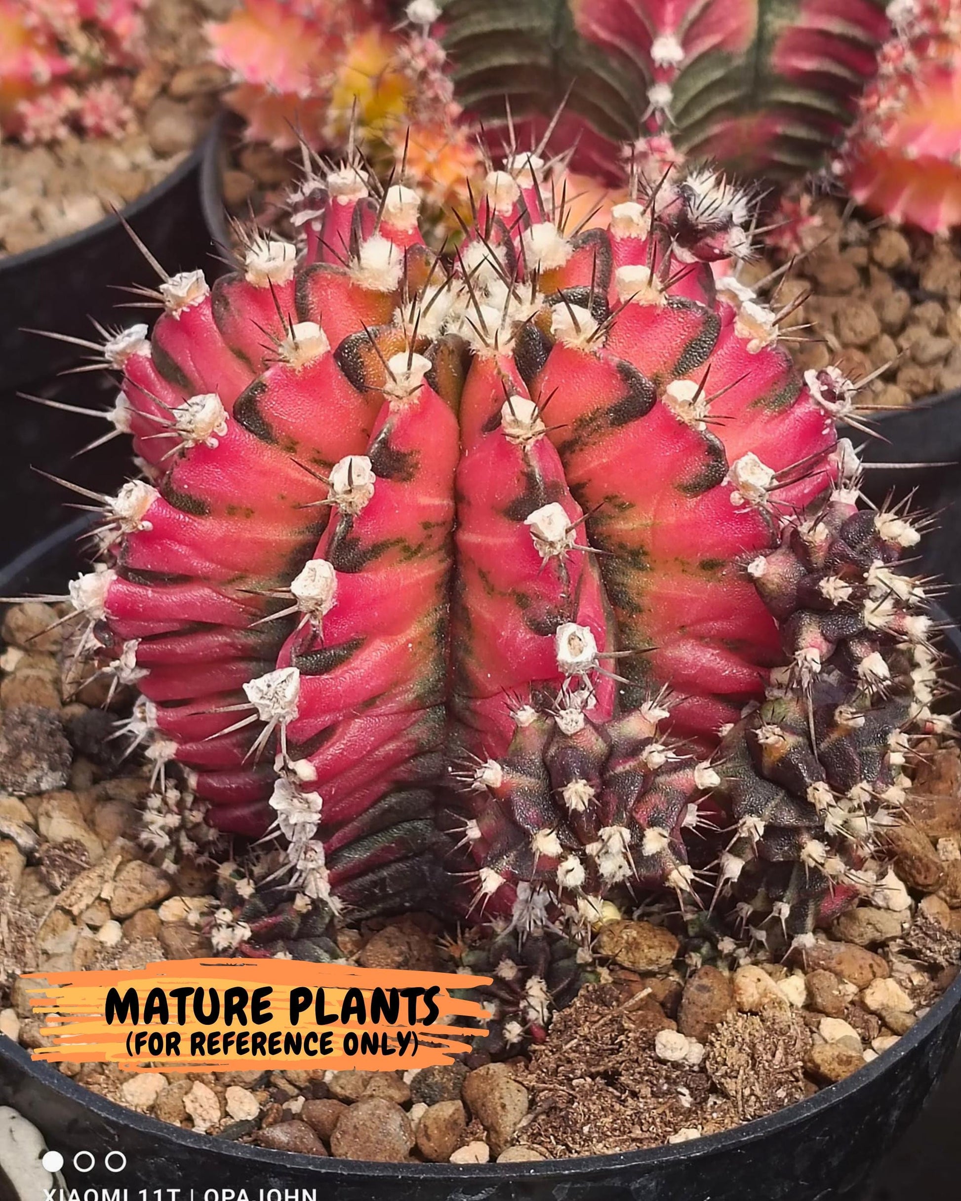 Gymnocalycium Japan Clone (gy7) (g7) | Special Hybrid cactus