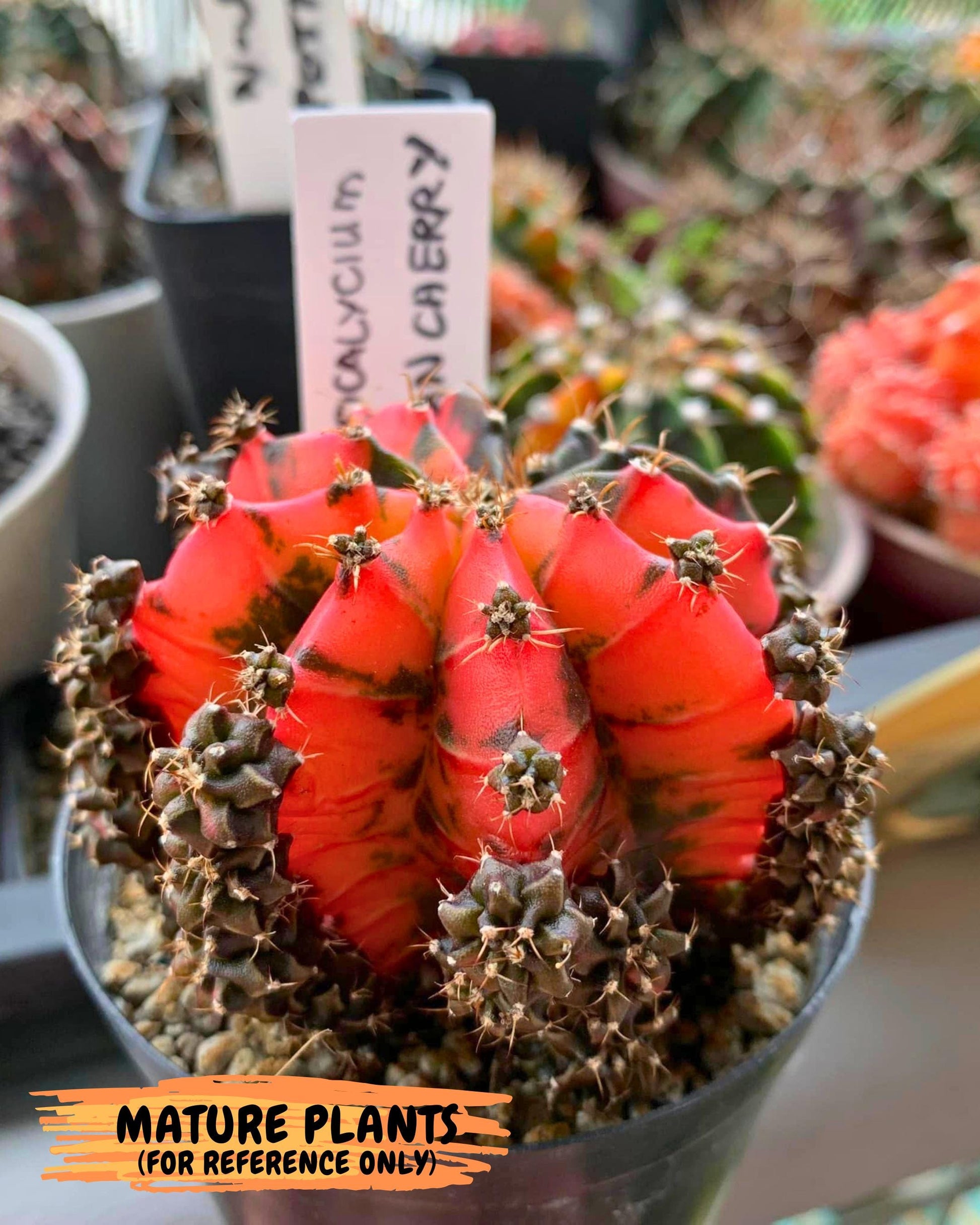 Gymnocalycium Mexican Cherry (gy8) (r6) | Special Hybrid cactus
