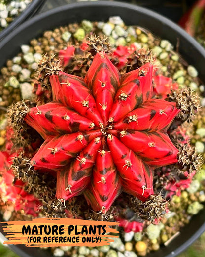 Gymnocalycium Mexican Cherry (gy8) (r5) | Special Hybrid cactus
