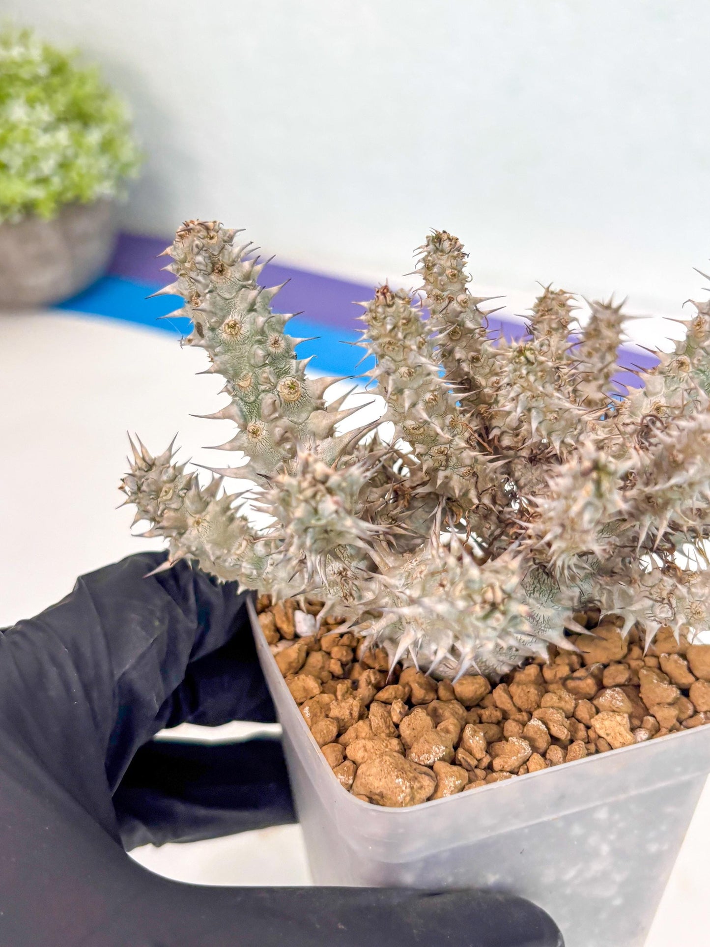 Euphorb Genoudiana (3) | imported Plants