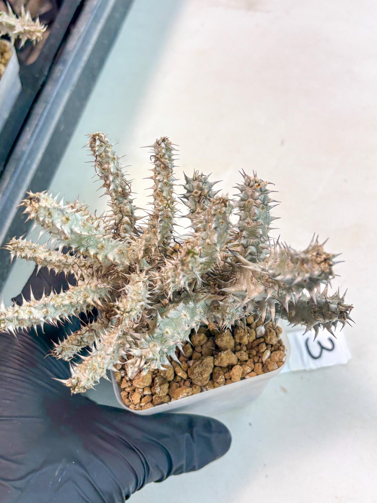 Euphorb Genoudiana (3) | imported Plants