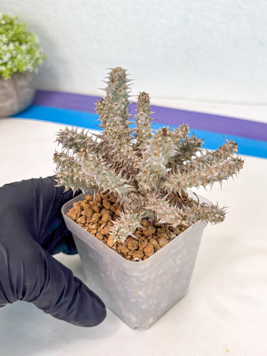 Euphorb Genoudiana (3) | imported Plants