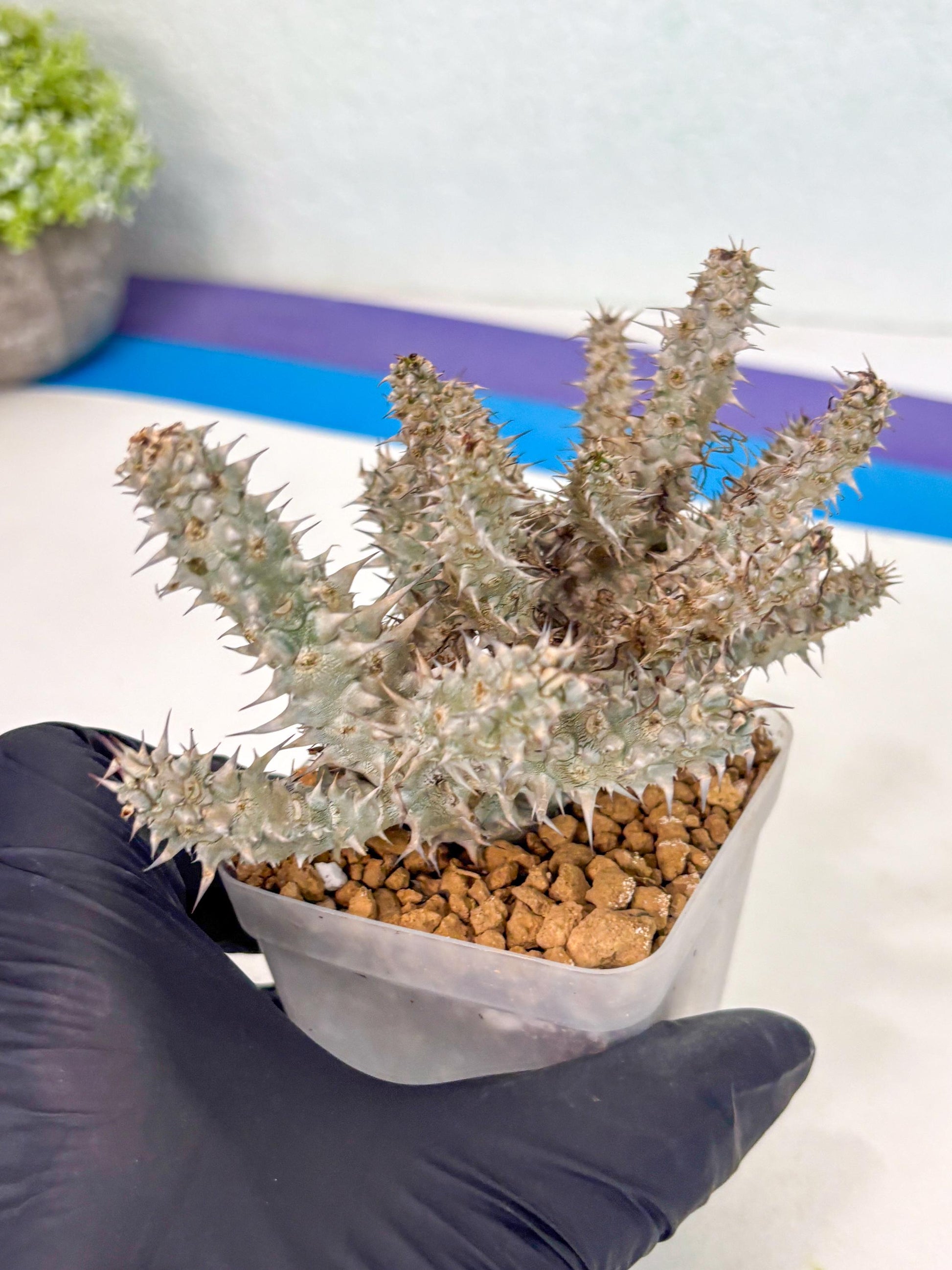 Euphorb Genoudiana (3) | imported Plants