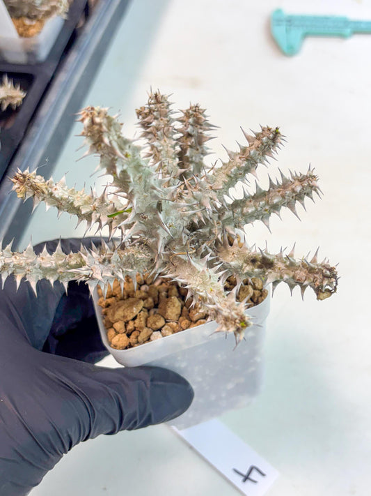 Euphorb Genoudiana (4) | imported Plants