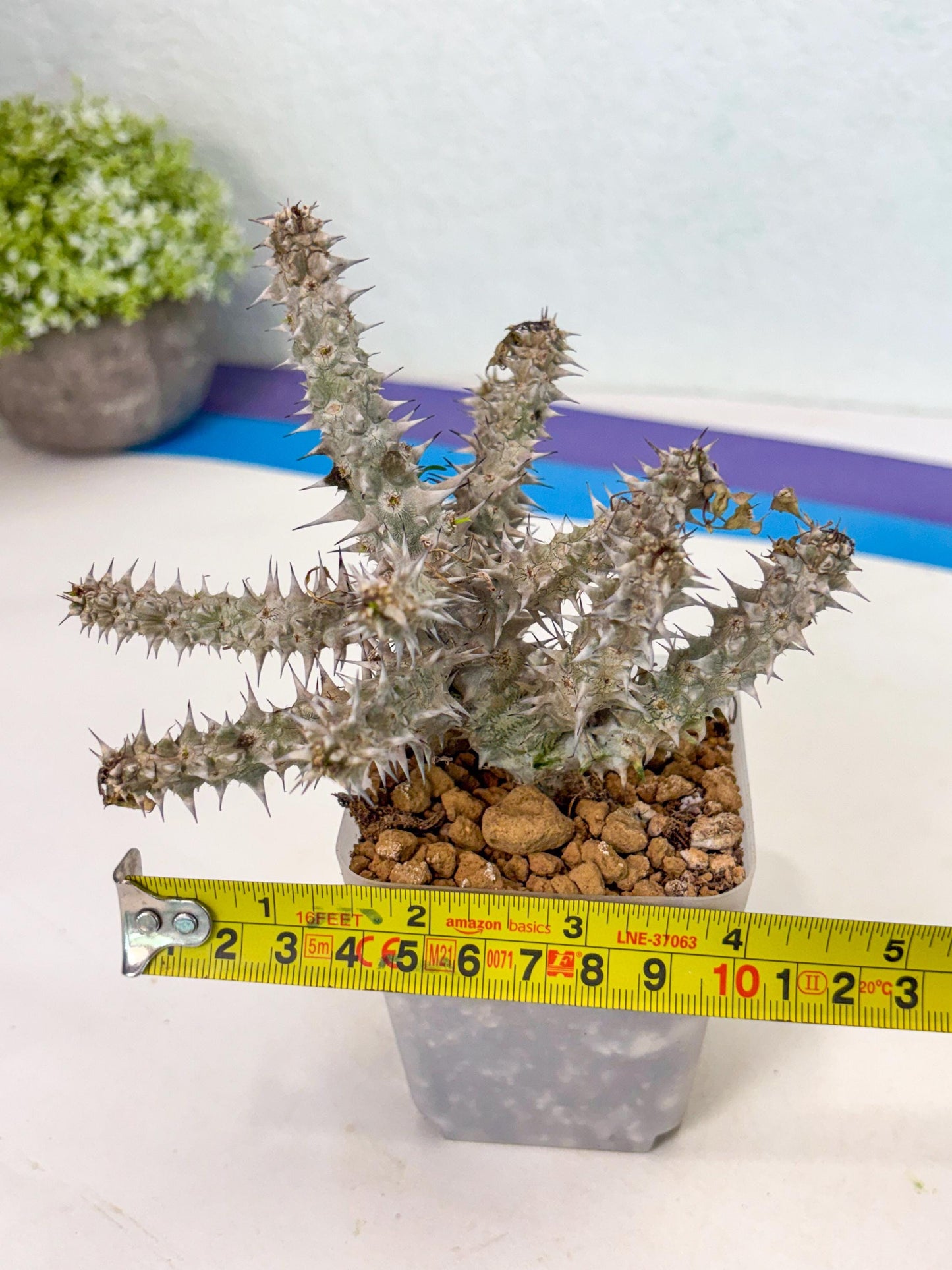 Euphorb Genoudiana (4) | imported Plants