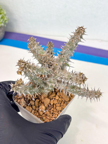 Euphorb Genoudiana (4) | imported Plants