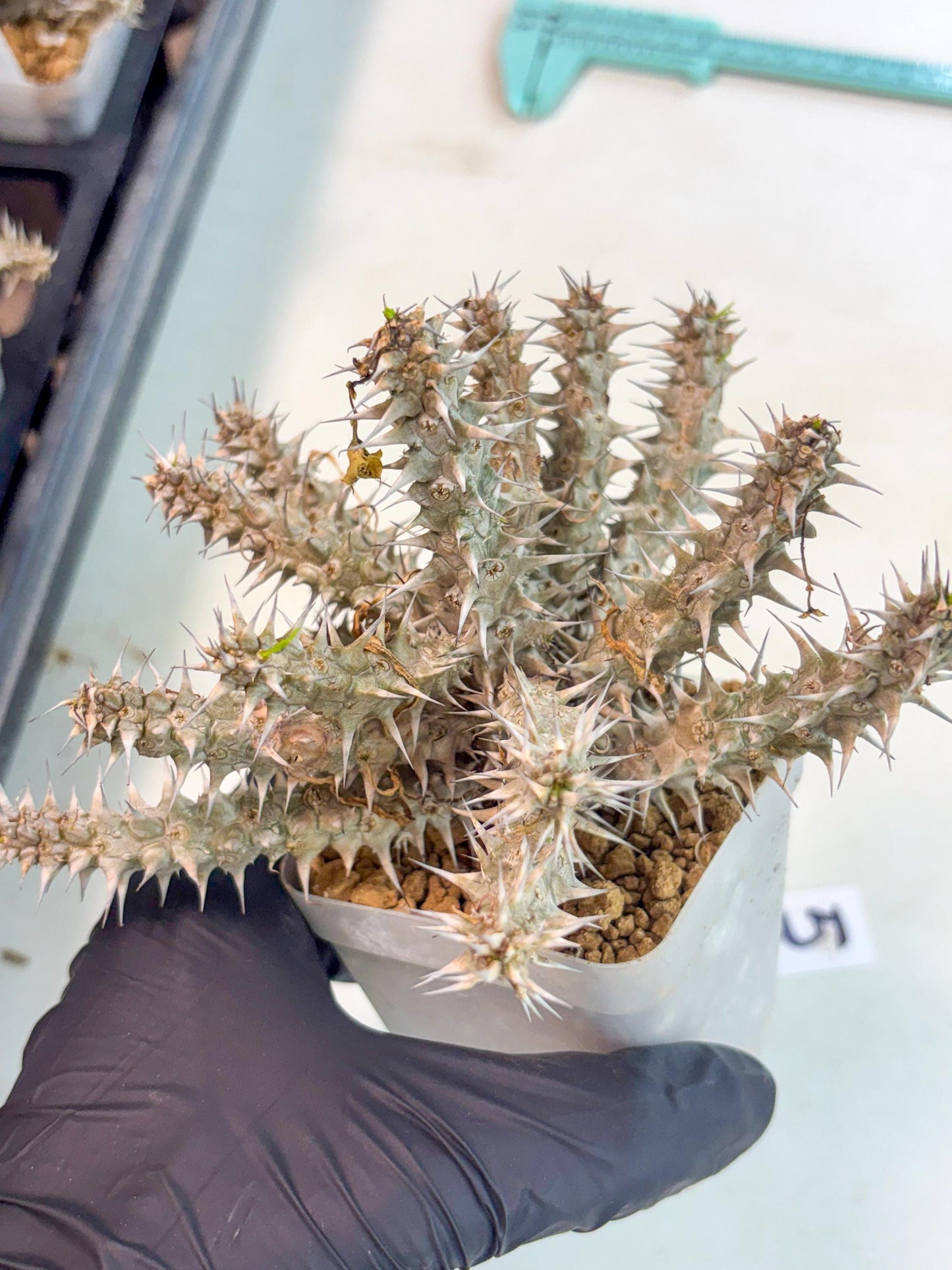 Euphorb Genoudiana (5) | imported Plants