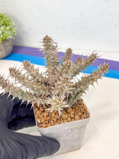 Euphorb Genoudiana (5) | imported Plants