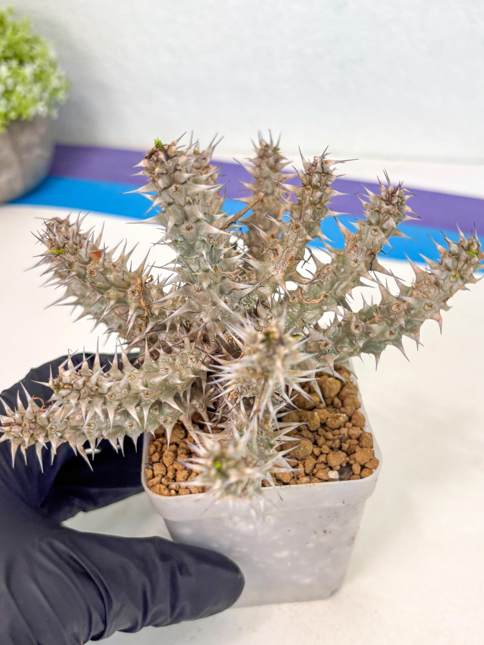 Euphorb Genoudiana (5) | imported Plants
